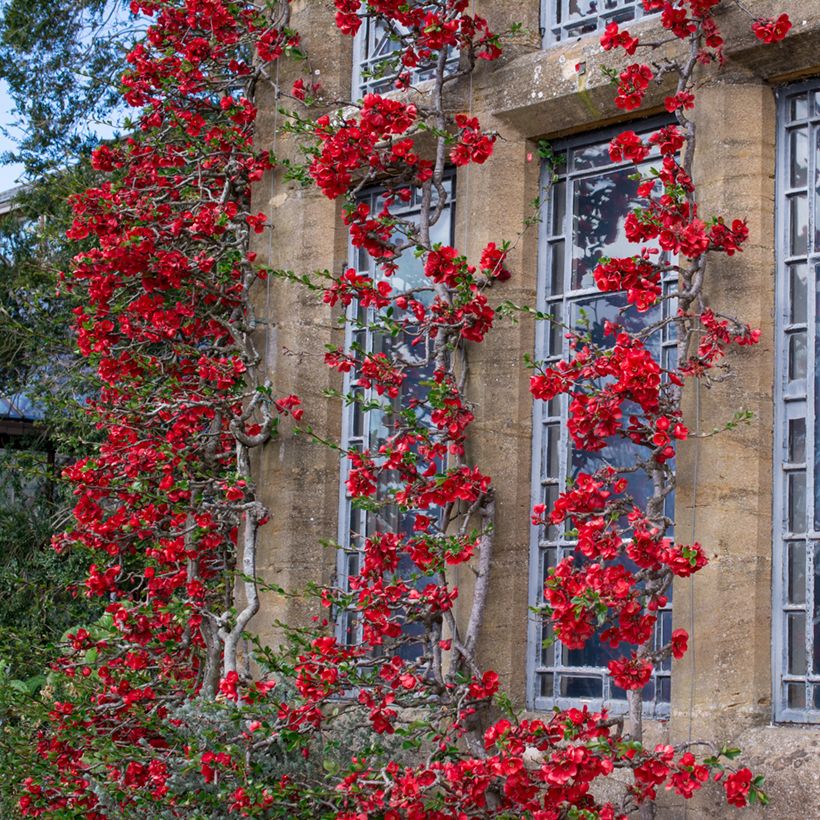 Chaenomeles japonica - Fior di Pesco (Porto)