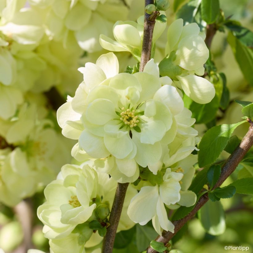 Chaenomeles speciosa Lemon Sorbet - Fior di Pesco (Fioritura)