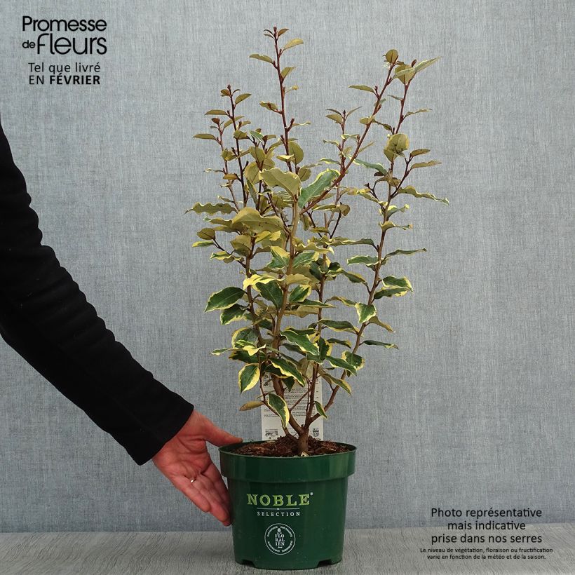 Elaeagnus ebbingei Viveleg - Eleagno Vaso da 3L/4L esemplare consegnato in inverno