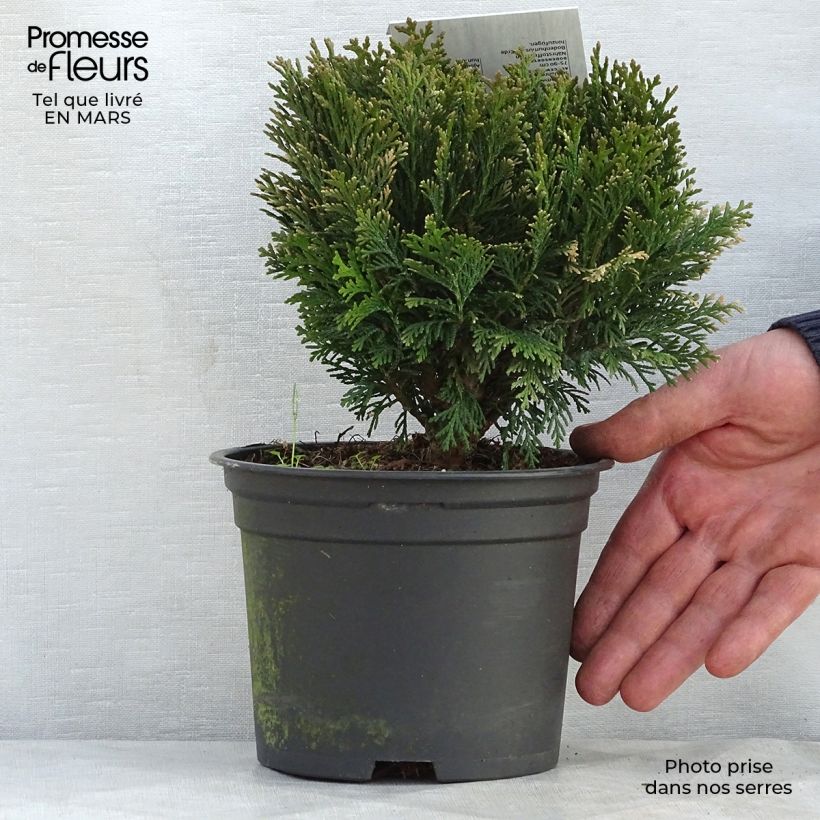 Chamaecyparis lawsoniana Minima Glauca - Cipresso bianco Vaso da 2L/3L esemplare consegnato in primavera