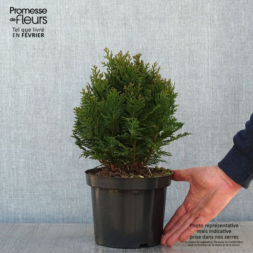 Chamaecyparis lawsoniana Minima Glauca - Cipresso bianco Vaso da 2L/3L esemplare consegnato in inverno