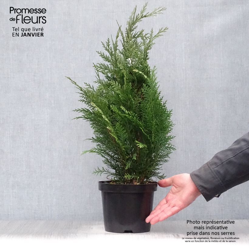 Chamaecyparis lawsoniana Alumii - Cipresso bianco Vaso da 3L/4L esemplare consegnato in inverno