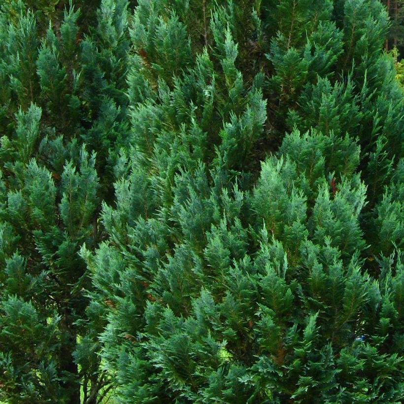 Chamaecyparis lawsoniana Columnaris - Cipresso bianco (Fogliame)