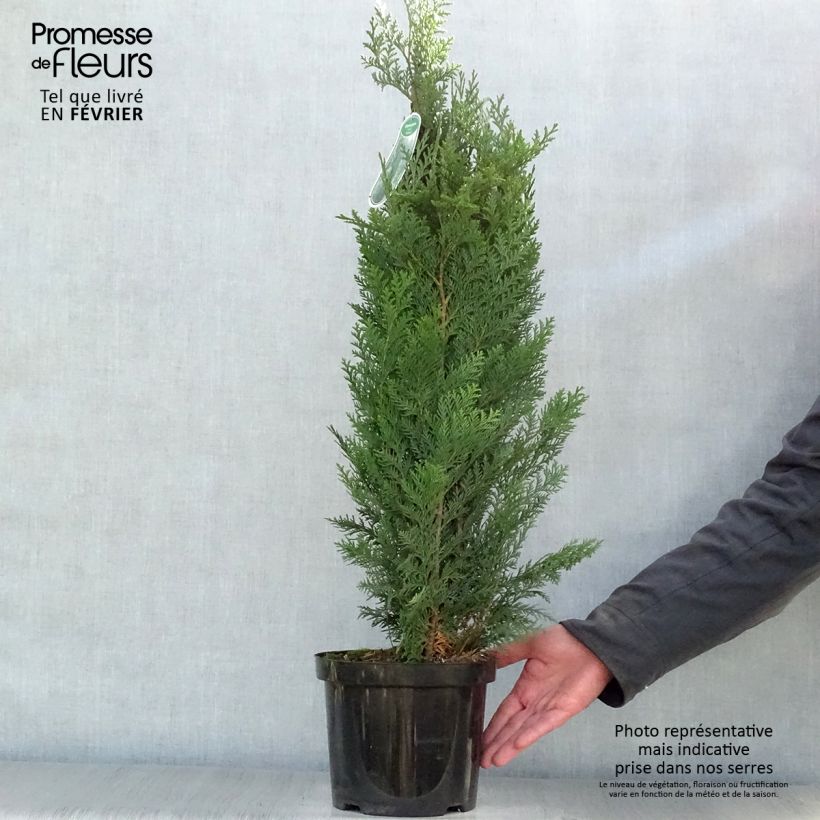 Chamaecyparis lawsoniana Columnaris - Cipresso bianco Vaso da 4L/5L esemplare consegnato in inverno
