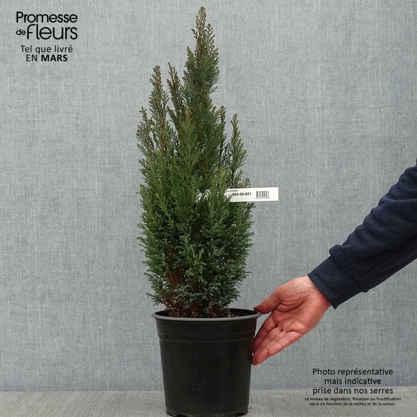 Chamaecyparis lawsoniana Elwoodii - Cipresso bianco Vaso da 4L/5L esemplare consegnato in inverno