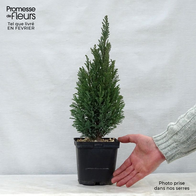 Chamaecyparis lawsoniana Elwoodii - Cipresso bianco Vaso da 2L/3L esemplare consegnato in inverno