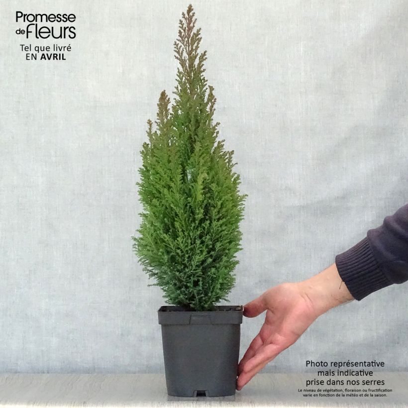 Chamaecyparis lawsoniana Elwoodii - Cipresso bianco Vaso da 2L/3L esemplare consegnato in primavera