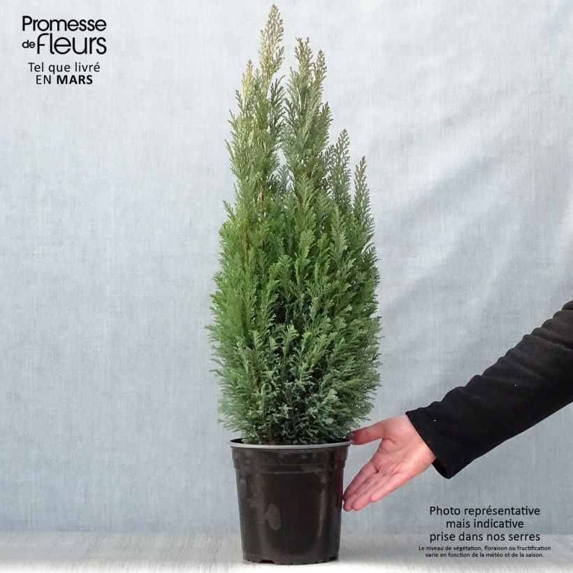 Chamaecyparis lawsoniana Elwoodii - Cipresso bianco Vaso da 4L/5L esemplare consegnato in primavera