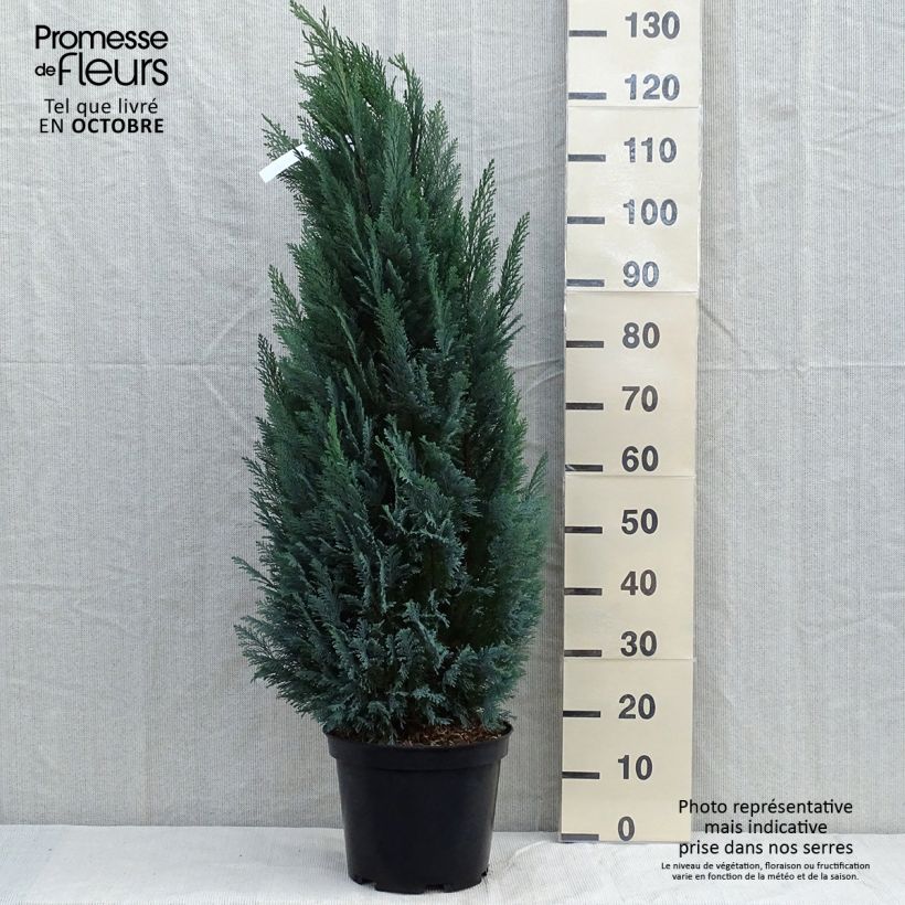 Esemplare di Chamaecyparis lawsoniana Elwoodii - Cipresso bianco Vaso da 7,5L/10L come consegnato in autunno