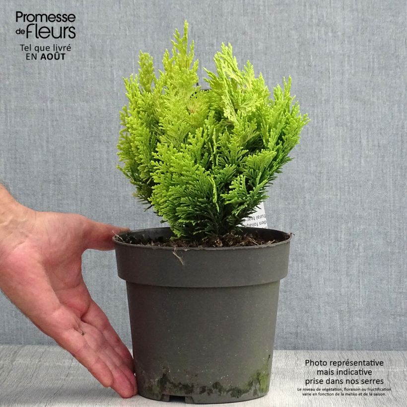 Esemplare di Chamaecyparis lawsoniana Minima Aurea - Cipresso bianco Vaso da 2L/3L consegnato in estate