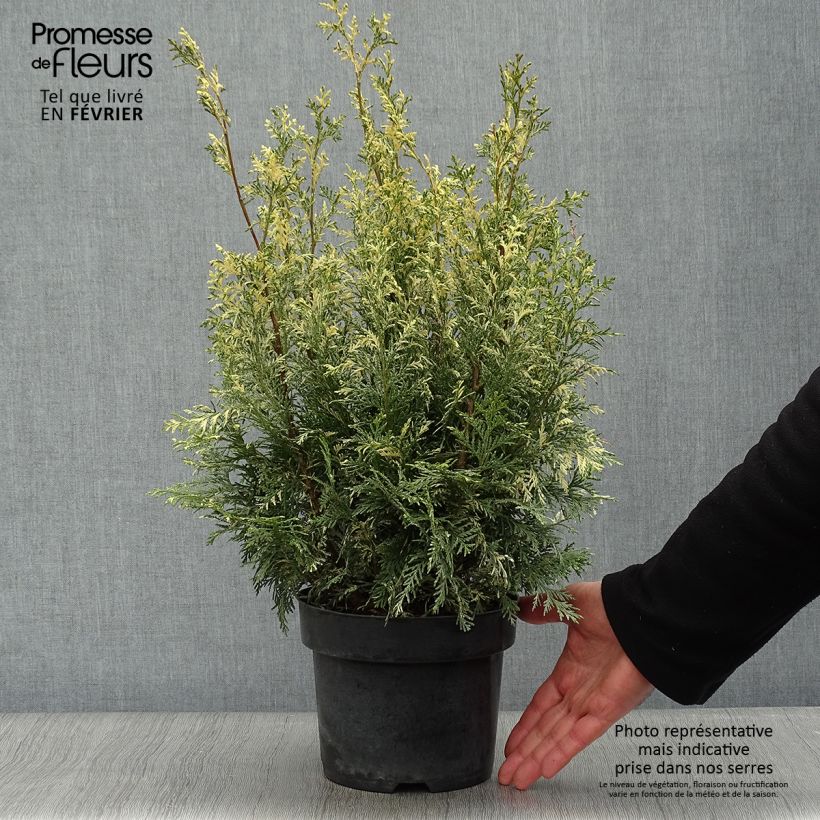 Chamaecyparis lawsoniana Pearly Swirls - Cipresso bianco Vaso da 2L/3L esemplare consegnato in inverno