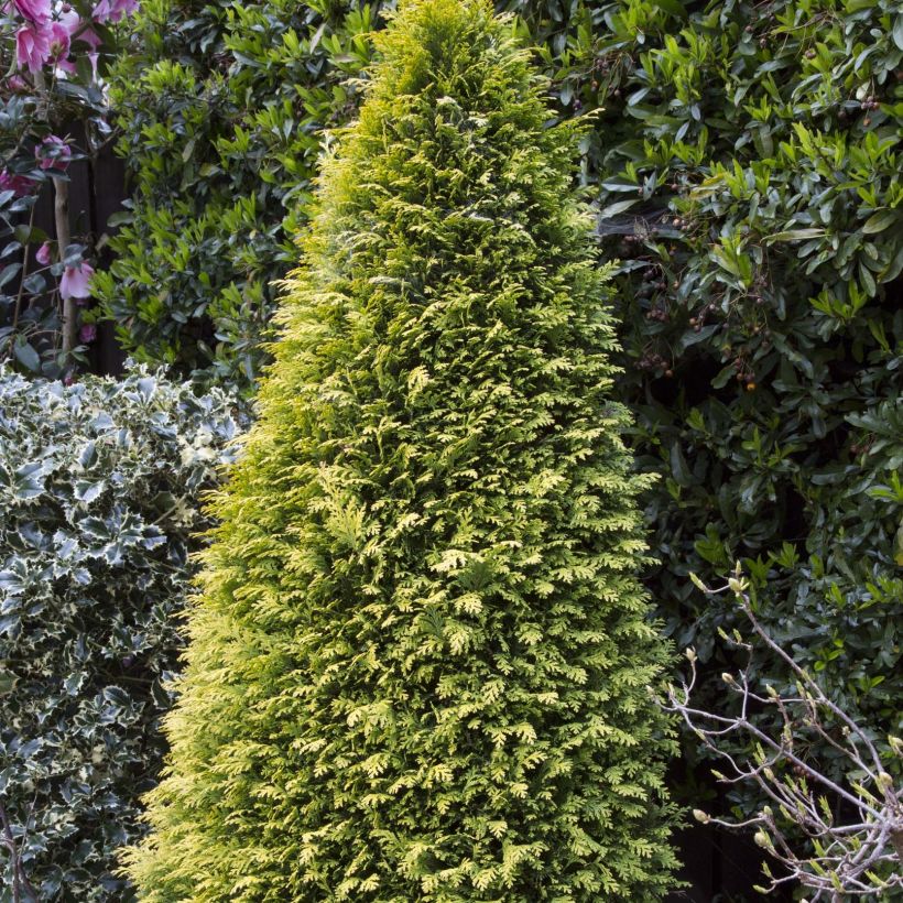 Chamaecyparis lawsoniana Stardust - Cipresso bianco (Porto)