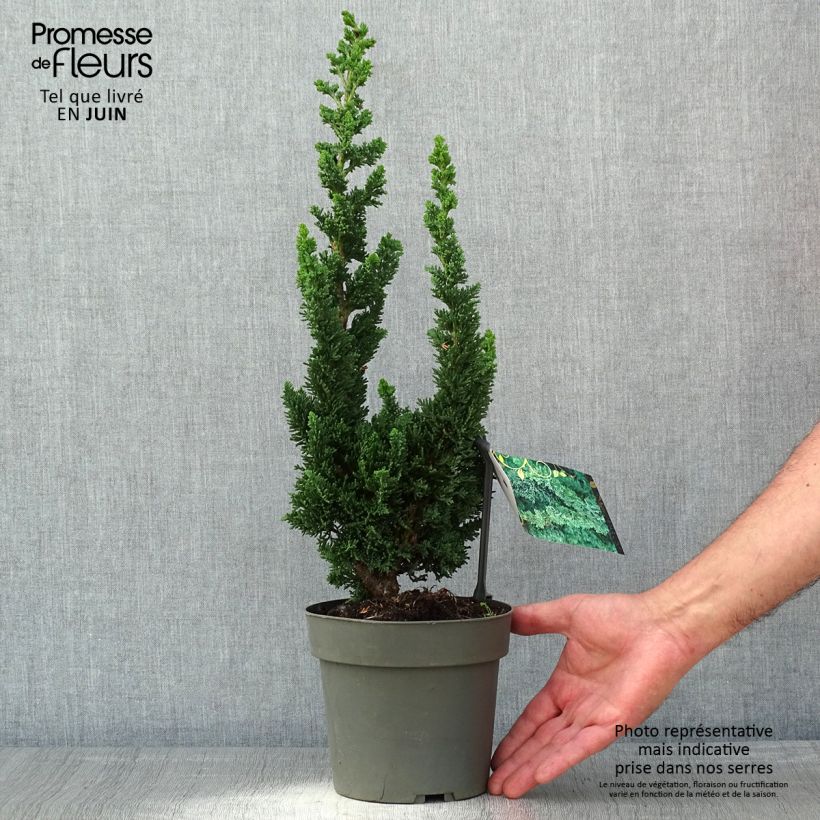 Chamaecyparis lawsoniana Wissel's Saguaro - Cipresso bianco Vaso da 2L/3L esemplare consegnato in primavera