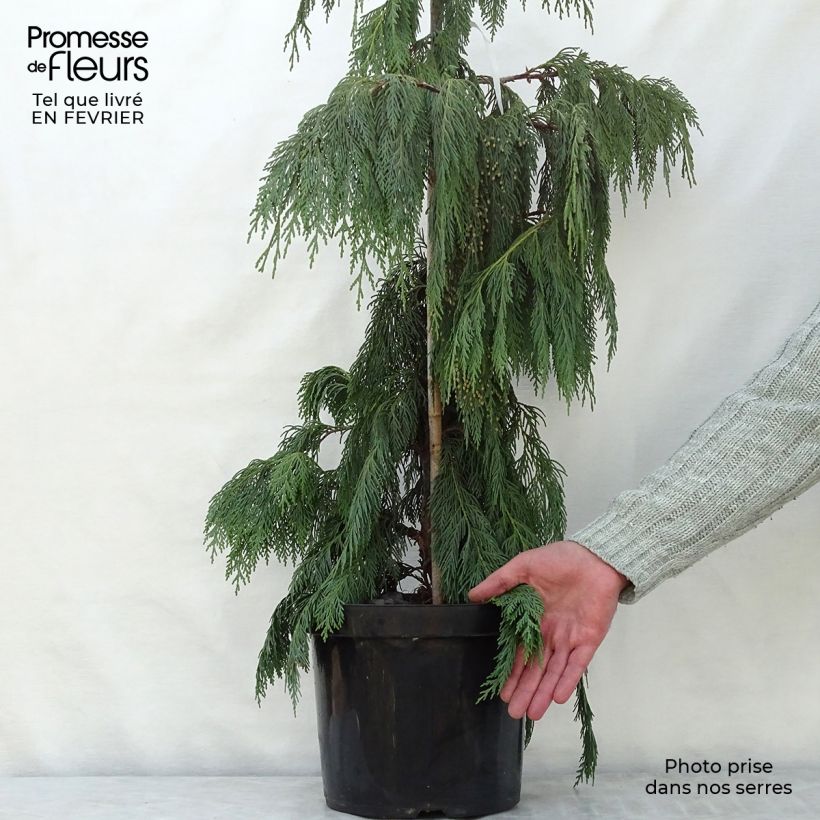 Chamaecyparis nootkatensis Pendula - Cipresso di Nootka Vaso da 7,5L/10L esemplare consegnato in inverno