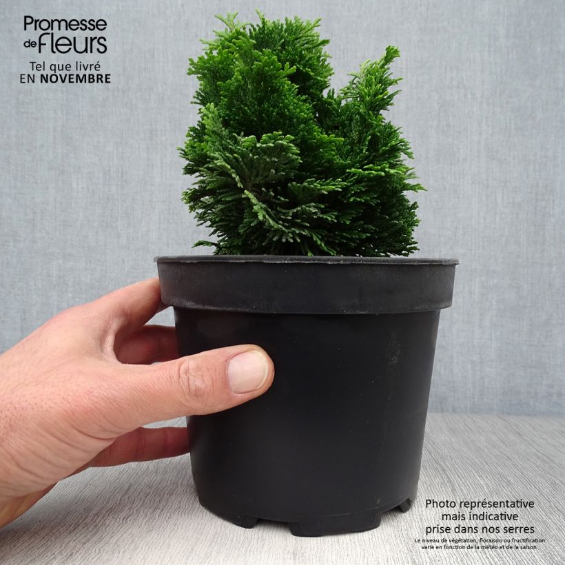 Esemplare di Chamaecyparis obtusa Aurora - Cipresso di Hinoki Vaso da 2L/3L come consegnato in autunno