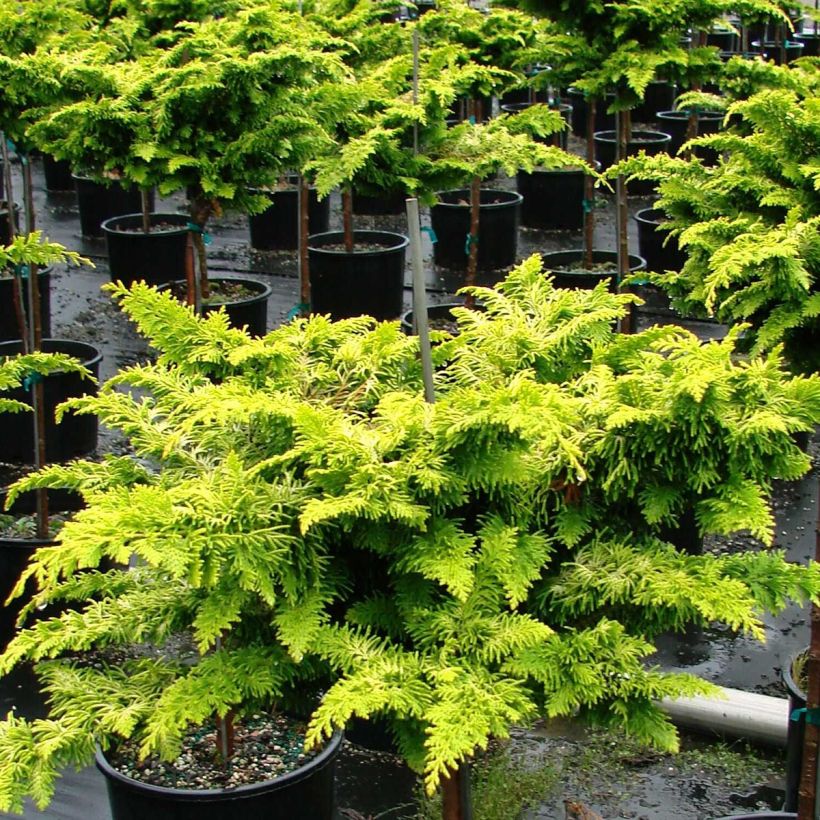 Chamaecyparis obtusa Fernspray Gold - Cipresso di Hinoki (Porto)