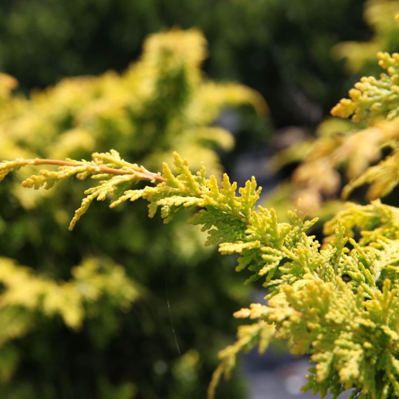 Chamaecyparis obtusa Fernspray Gold - Cipresso di Hinoki (Fogliame)