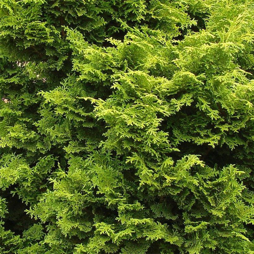Chamaecyparis obtusa Gold Drop - Cipresso di Hinoki (Fogliame)