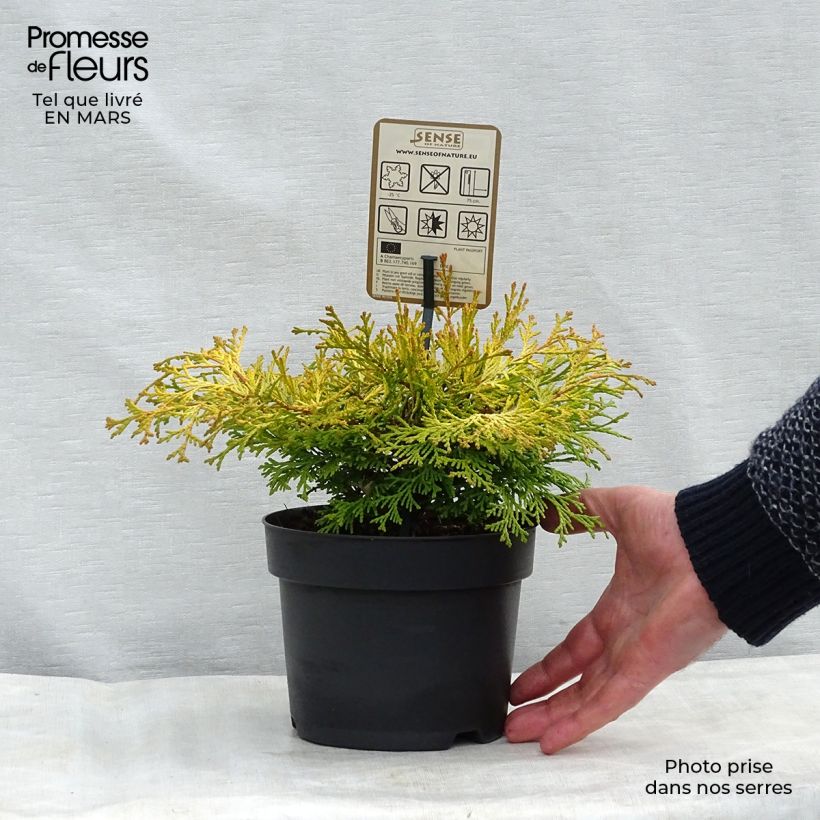 Chamaecyparis obtusa Kamarachiba - Cipresso di Hinoki Vaso da 2L/3L esemplare consegnato in inverno