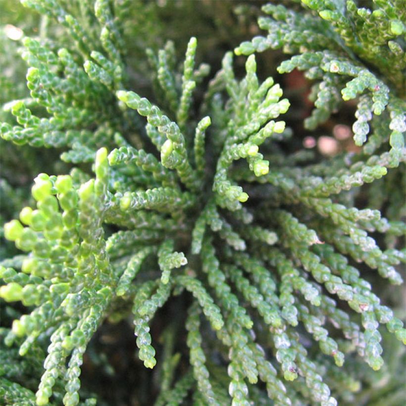 Chamaecyparis obtusa Nana Gracilis - Cipresso di Hinoki (Fogliame)