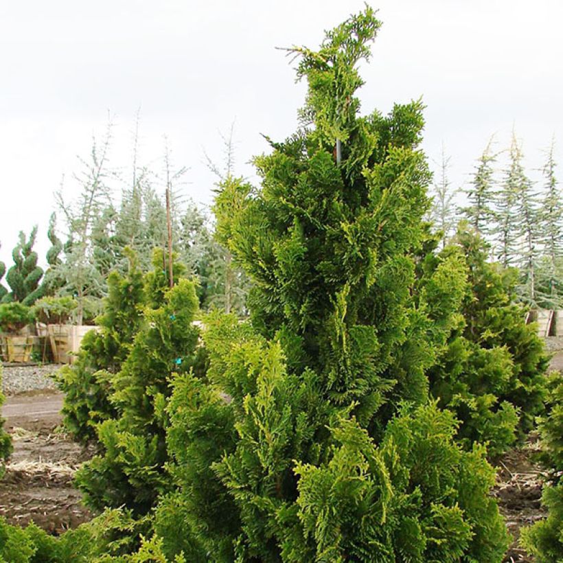 Chamaecyparis obtusa Nana Gracilis - Cipresso di Hinoki (Porto)