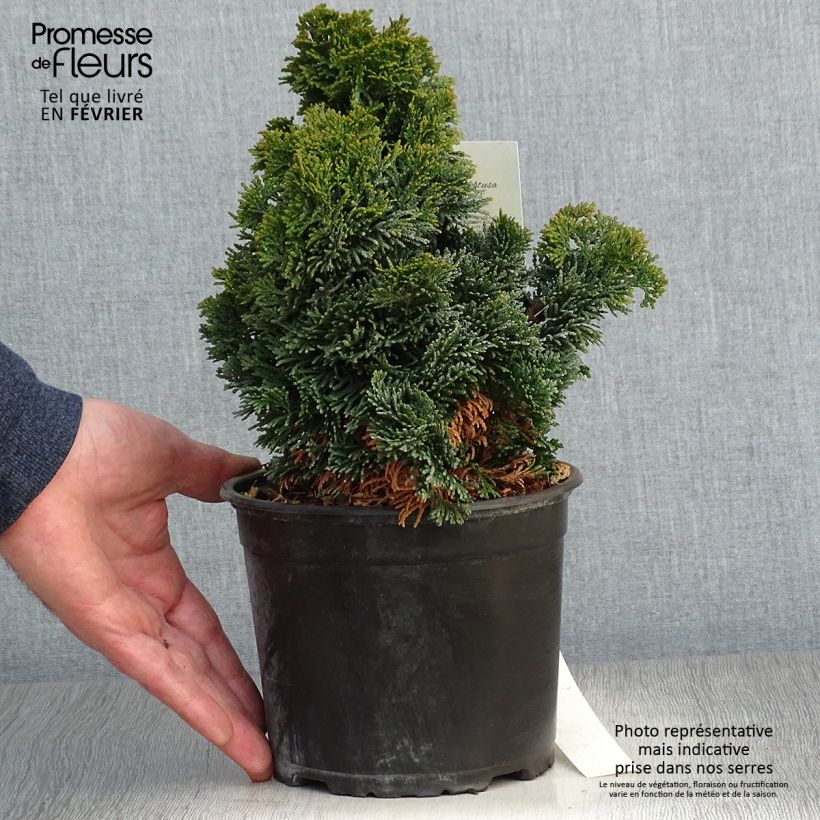Chamaecyparis obtusa Nana Gracilis - Cipresso di Hinoki Vaso da 2L/3L esemplare consegnato in inverno