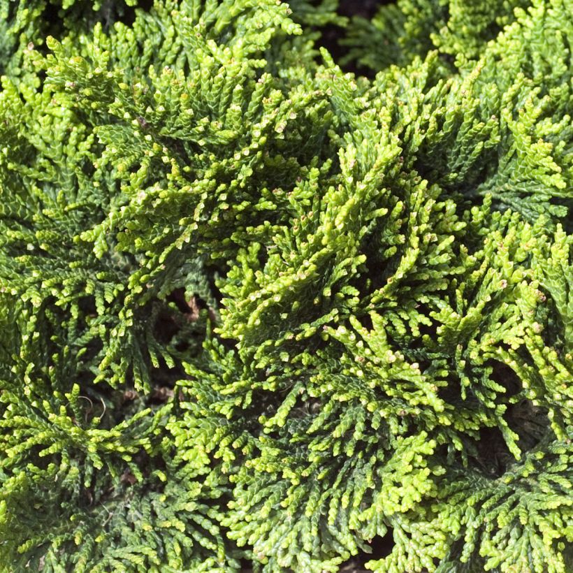 Chamaecyparis obtusa Contorta - Cipresso di Hinoki (Fogliame)