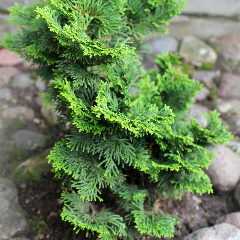 Chamaecyparis obtusa Contorta - Cipresso di Hinoki (Porto)