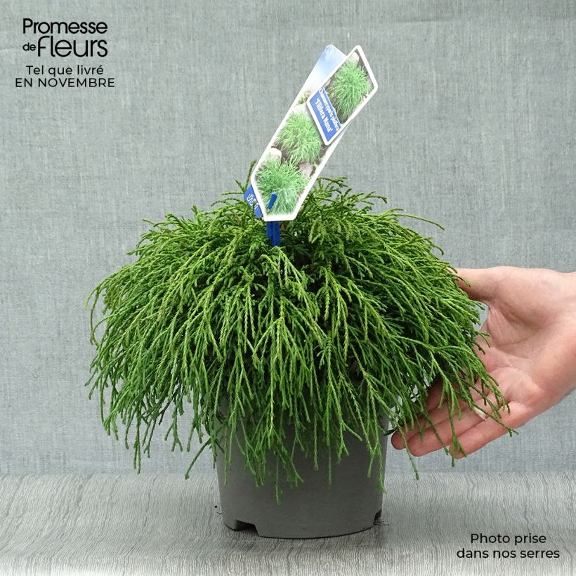 Esemplare di Chamaecyparis pisifera Filifera Nana Vaso da 2L/3L come consegnato in autunno