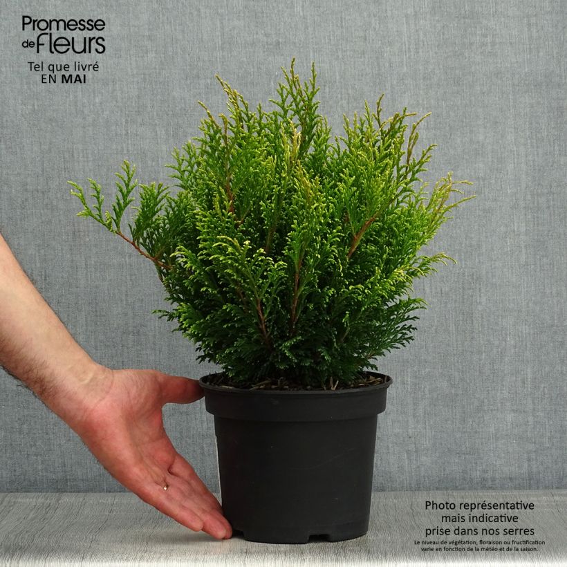 Chamaecyparis pisifera Filip's Happy Day Vaso da 2L/3L esemplare consegnato in primavera
