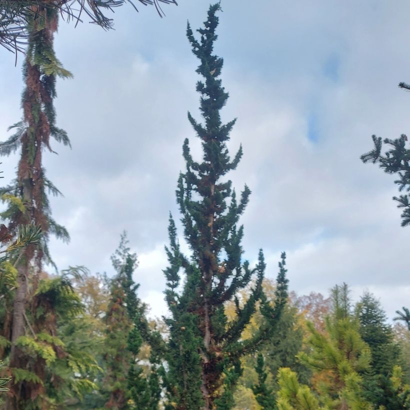 Chamaecyparis lawsoniana Wissel's Saguaro - Cipresso bianco (Porto)