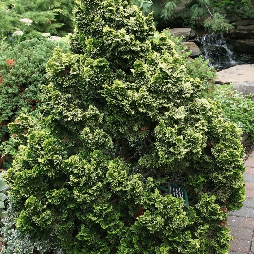 Chamaecyparis obtusa Nana Aurea - Cipresso di Hinoki (Porto)