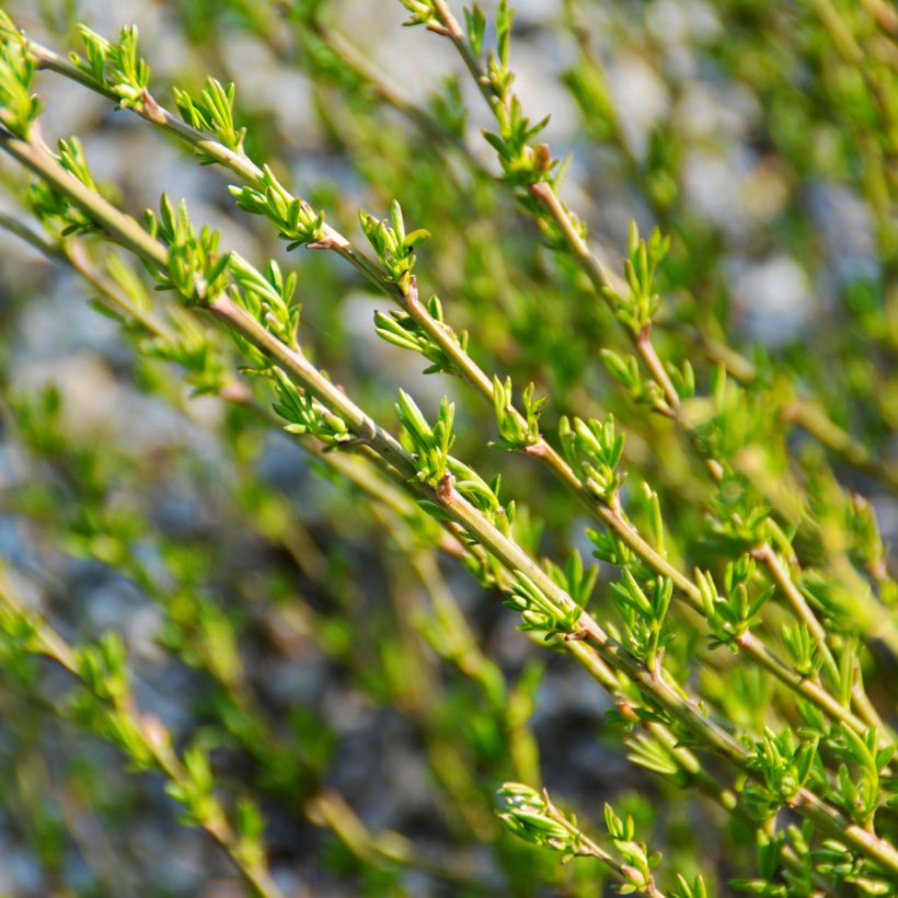Chamaecytisus purpureus - Citiso purpureo (Fogliame)