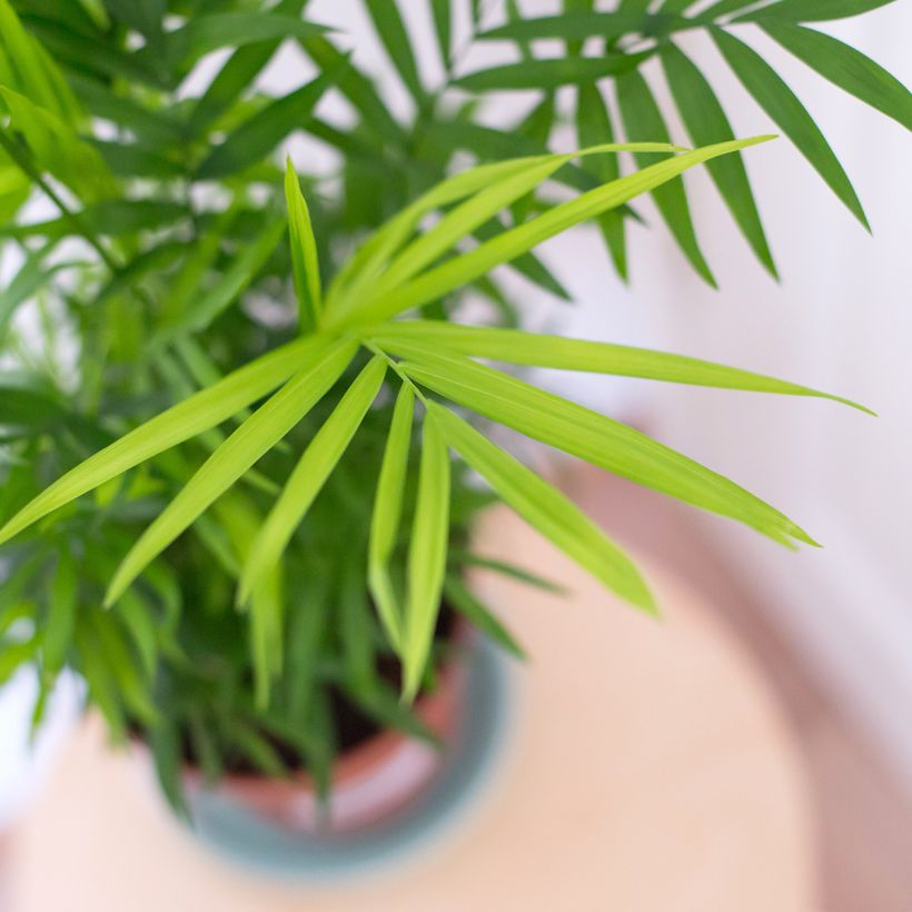 Chamaedorea elegans - Palma della fortuna (Fogliame)