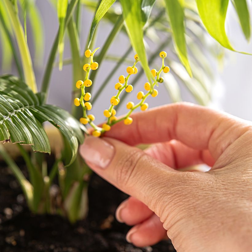 Chamaedorea elegans - Palma della fortuna (Fioritura)