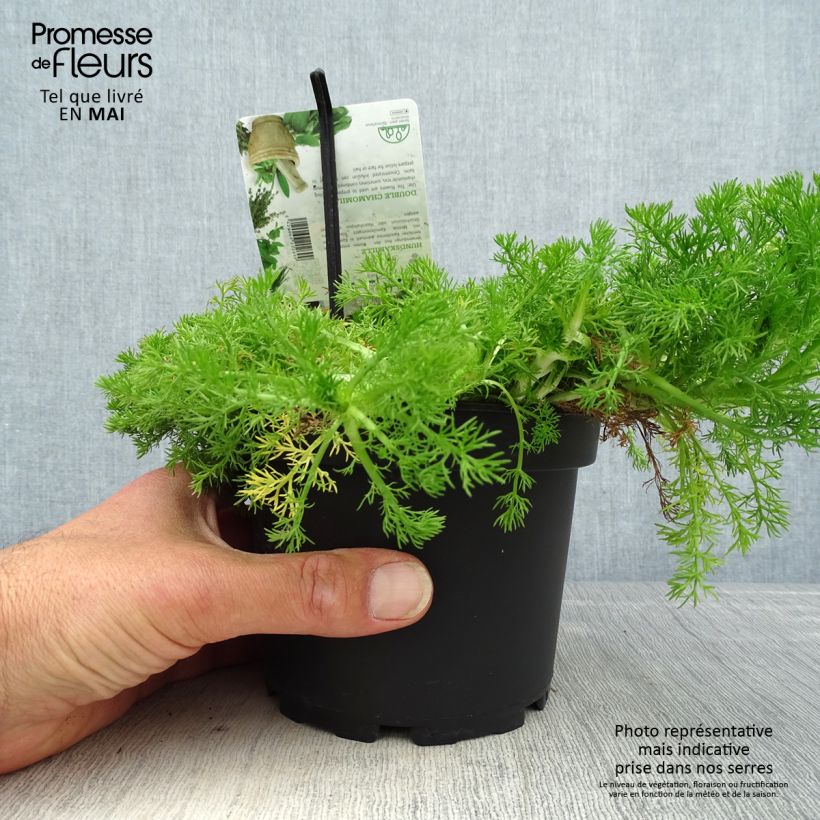 Chamaemelum nobile Flore Pleno - Camomilla romana Vaso da 1,5L/2L esemplare consegnato in primavera