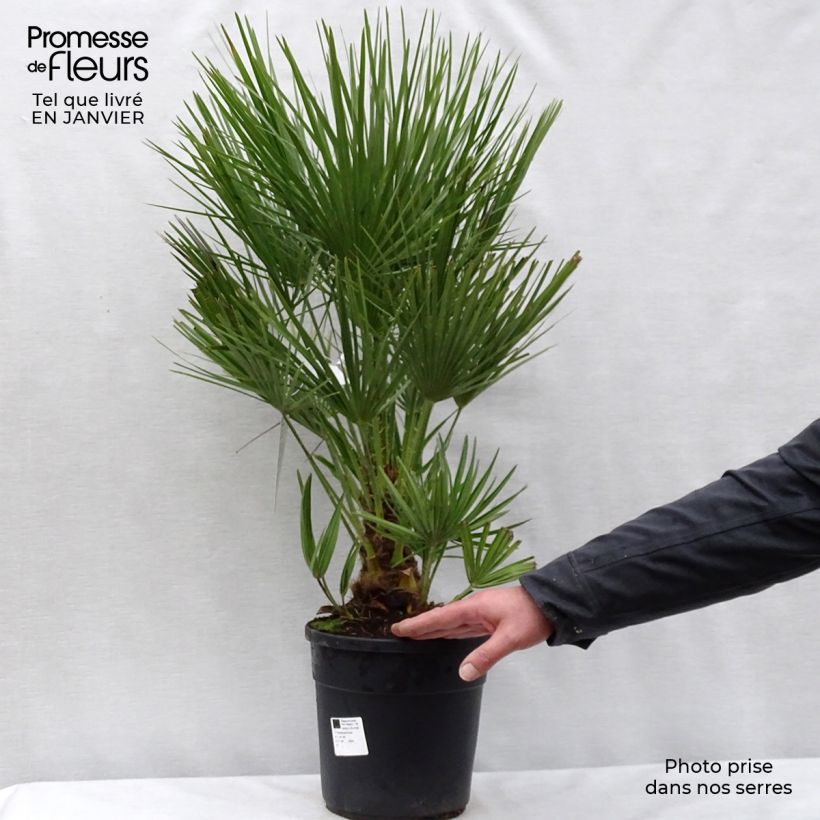 Chamaerops humilis - Palma di San Pietro Vaso da 6L/7L esemplare consegnato in inverno