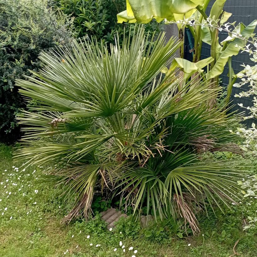 Chamaerops humilis Compacta - Palma di San Pietro (Porto)