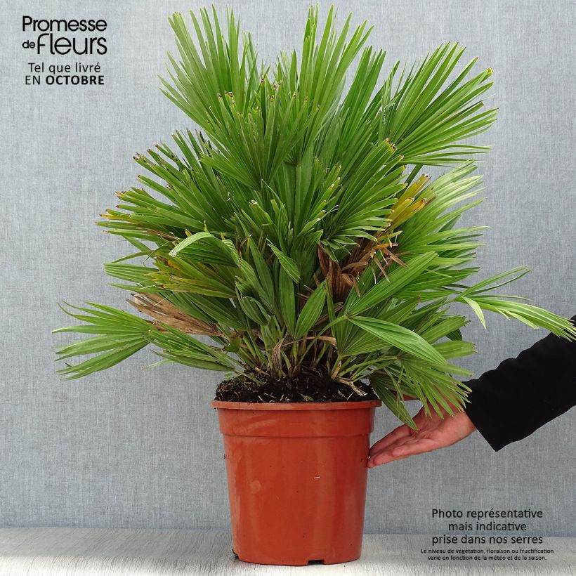 Esemplare di Chamaerops humilis Compacta - Palma di San Pietro Vaso da 6L/7L come consegnato in autunno