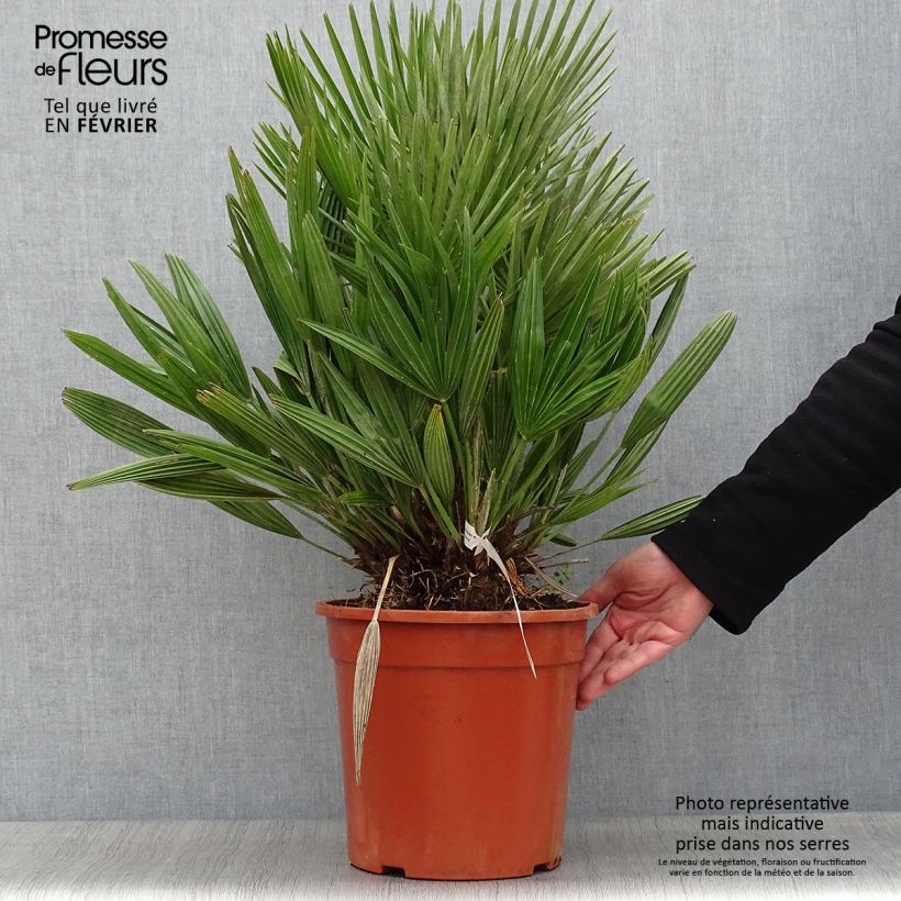 Chamaerops humilis Compacta - Palma di San Pietro Vaso da 6L/7L esemplare consegnato in inverno
