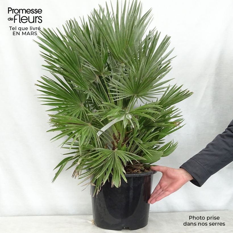 Chamaerops humilis Compacta - Palma di San Pietro Vaso da 6L/7L esemplare consegnato in primavera