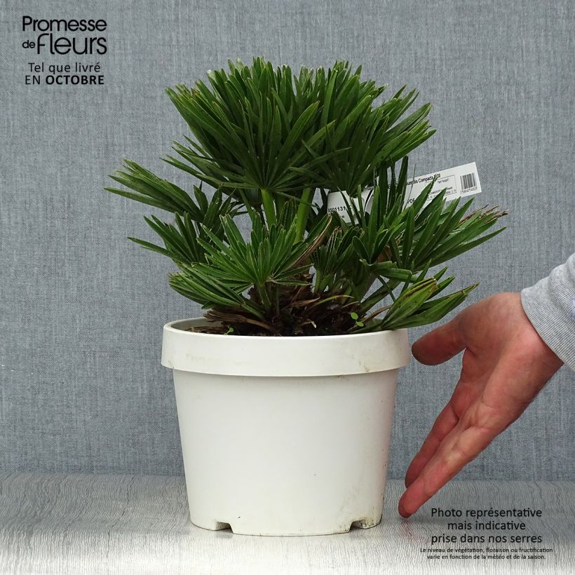 Esemplare di Chamaerops humilis Compacta - Palma di San Pietro Vaso da 2L/3L come consegnato in autunno