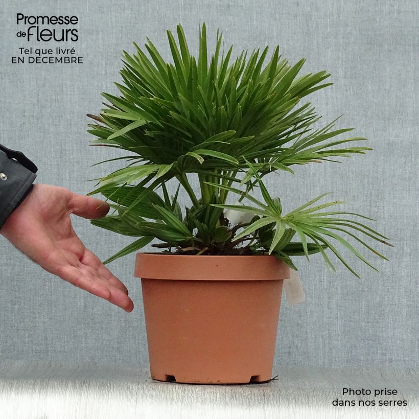 Chamaerops humilis Compacta - Palma di San Pietro Vaso da 2L/3L esemplare consegnato in inverno