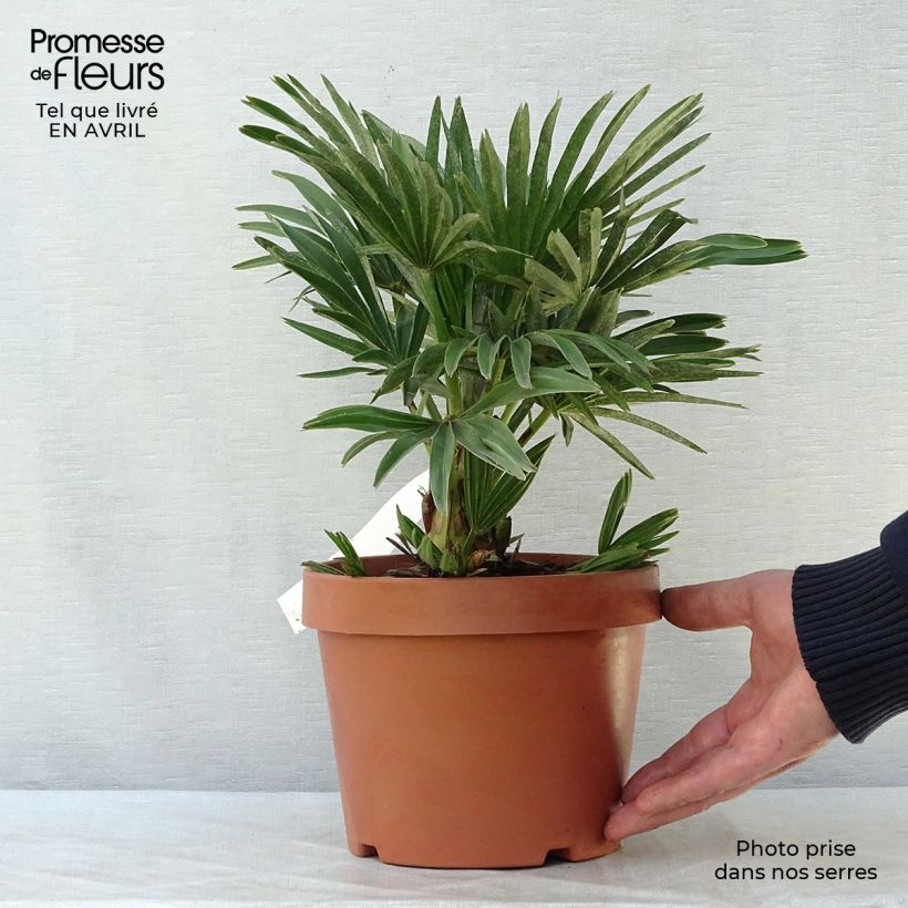 Chamaerops humilis Compacta - Palma di San Pietro Vaso da 2L/3L esemplare consegnato in primavera
