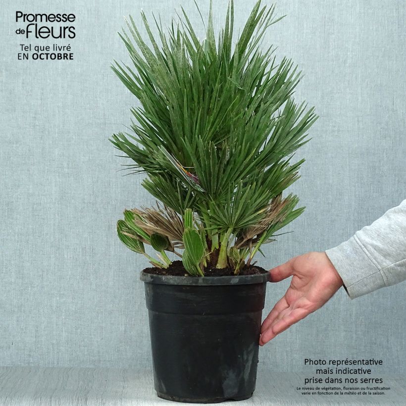 Esemplare di Chamaerops humilis Compacta - Palma di San Pietro Vaso da 4L/5L come consegnato in autunno