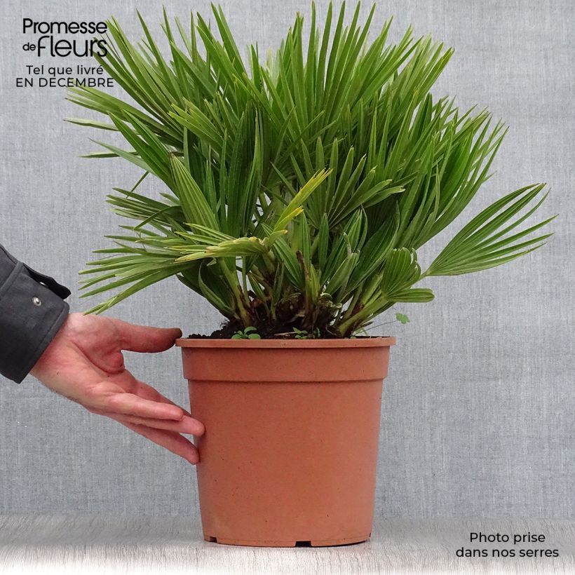 Chamaerops humilis Compacta - Palma di San Pietro Vaso da 4L/5L esemplare consegnato in inverno