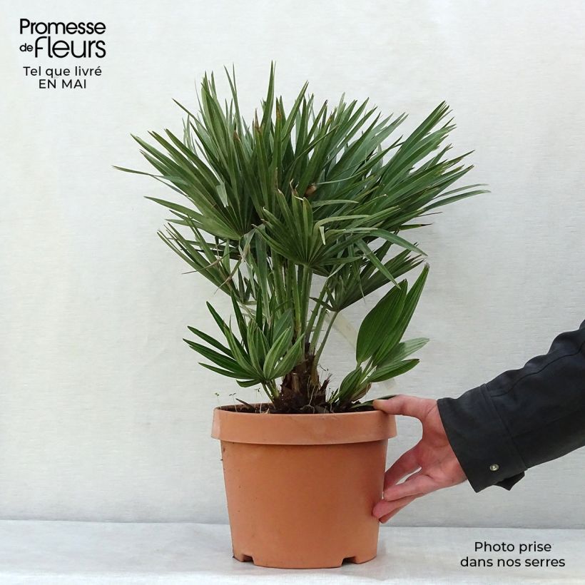 Chamaerops humilis Compacta - Palma di San Pietro Vaso da 4L/5L esemplare consegnato in primavera