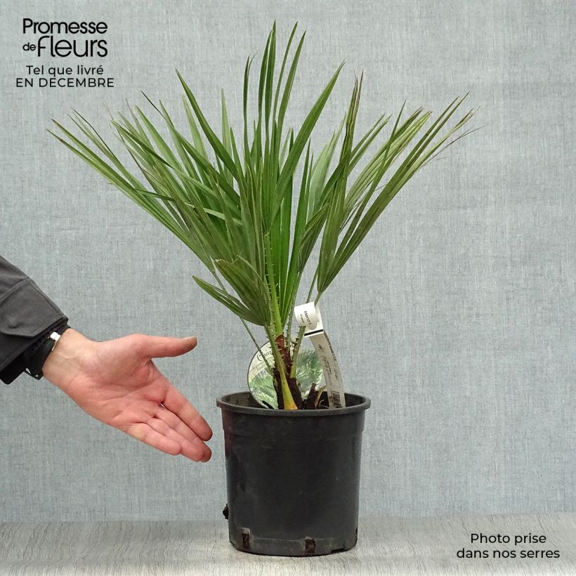 Chamaerops humilis - Palma di San Pietro Vaso da 2L/3L esemplare consegnato in inverno