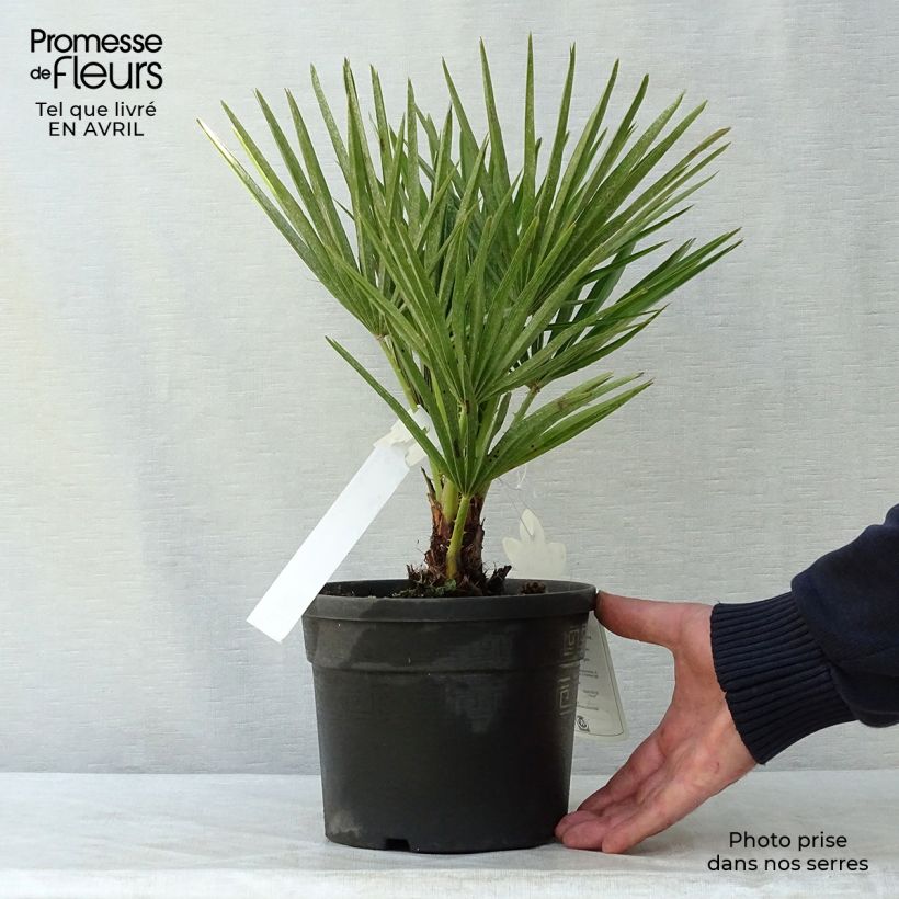 Chamaerops humilis - Palma di San Pietro Vaso da 2L/3L esemplare consegnato in primavera