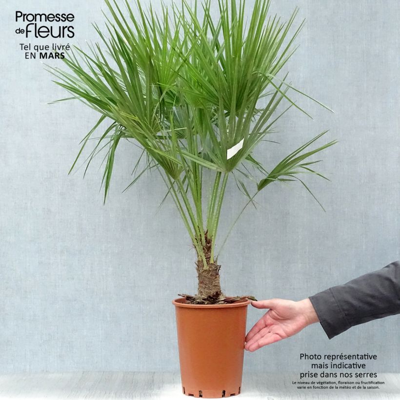 Chamaerops humilis - Palma di San Pietro Vaso da 6L/7L esemplare consegnato in primavera